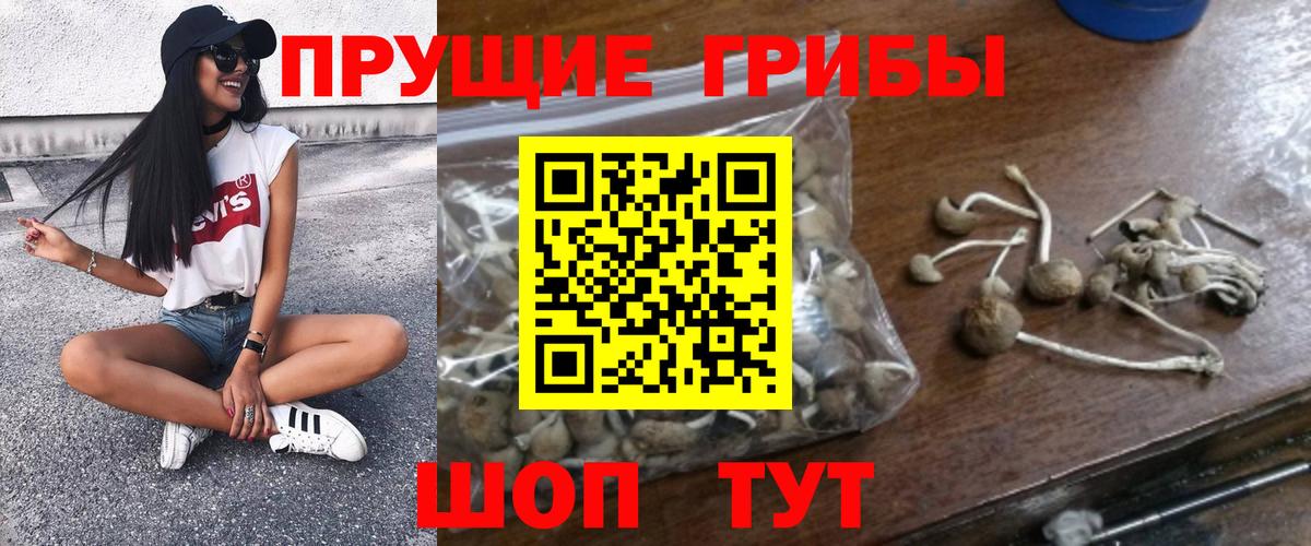 Галлюциногенные грибы Psilocybe Таганрог